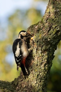 Great spotted woodpecker (Dendrocopos major) adult bird storing an acorn in a tree trunk in autumn,