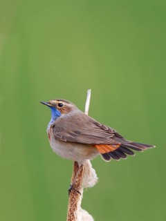 Bluethroat (Luscinia svecica cyanecula) male perched on cattail, Netherlands