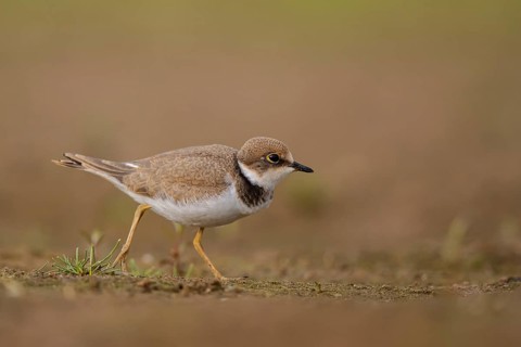 Little Ringed Plover (Charadrius dubius) juvenile, North Rhine-Westphalia, Germany