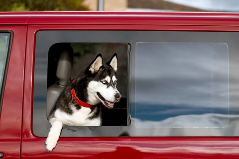A Siberian Husky with striking blue eyes and a red collar leans out of a partially rolled-down