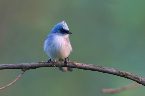 White-tailed Blue Flycatcher (Elminia albicauda) perched on a branch, Uganda