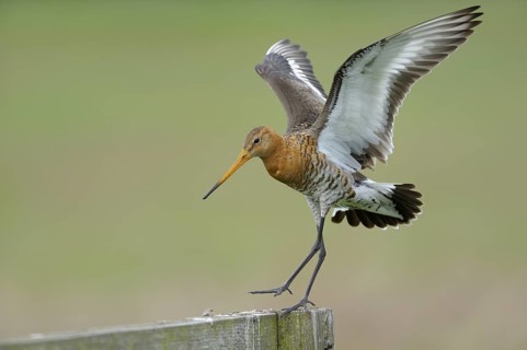Uferschnepfe (Limosa limosa), Black-tailed Godwit, landender Altvogel auf Sitzwarte, Mai, Nijkerk,