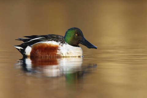Northern Shoveler (Spatula clypeata) male, British Columbia, Canada