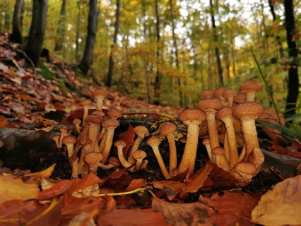 Group of glowing Hallimasch (Armillaria) mushrooms in close-up, along a forest path in autumn light