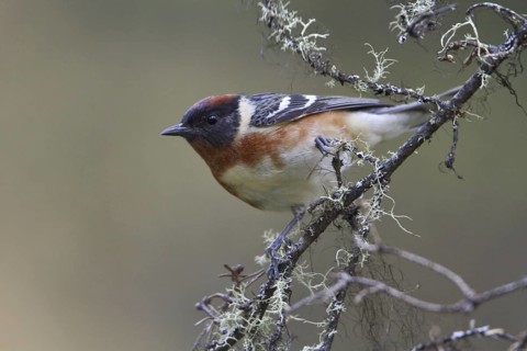 Bay-breasted Warbler (Setophaga castanea), Manitoba, Canada