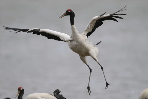 Black-necked Crane (Grus nigricollis) flying, Dashanbo, China