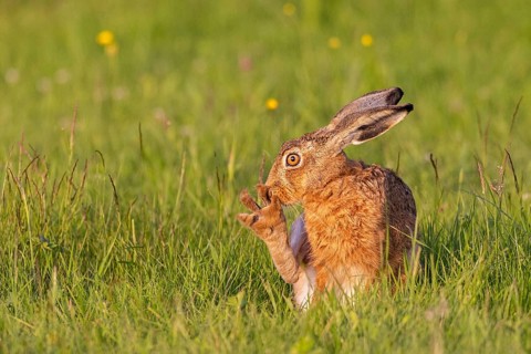 European hare (Lepus europaeus) sitting in a green meadow in summer and cleaning its feet with