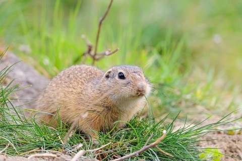 A fully grown European ground squirrel (Spermophilus citellus) sits in rocky terrain on a cloudy