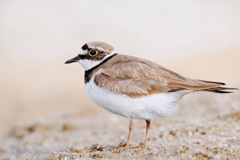Little Ringed Plover (Charadrius dubius), North Rhine-Westphalia, Germany