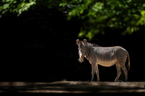 Grévy's zebra (Equus grevyi) standing on the ground, Germany
