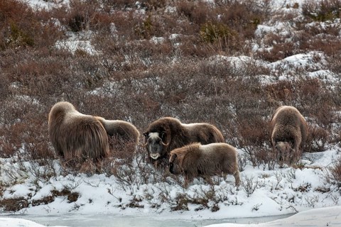 A small herd of musk oxen (Ovibos moschatus) watching and waiting for a cow and calf looking for