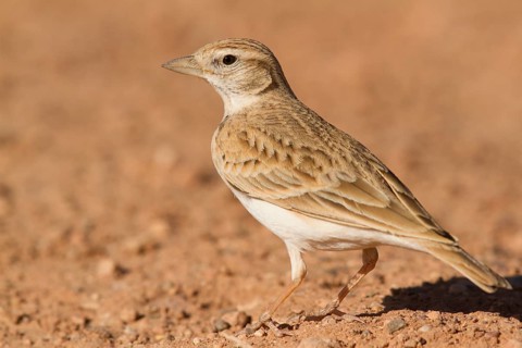 Greater Short-toed Lark (Calandrella brachydactyla), Morocco