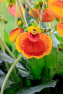 Slipper flower (Calceolaria Hybride), flowering, Elllerstadt, Germany