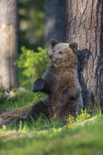 Eurasian Brown Bear (Ursus arctos) cub resting on forest floor leaning against tree, Finland