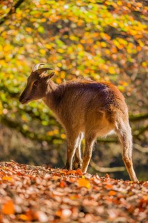Two female Himalayan tahr (Hemitragus jemlahicus) are backlit in a forest. In the background is a