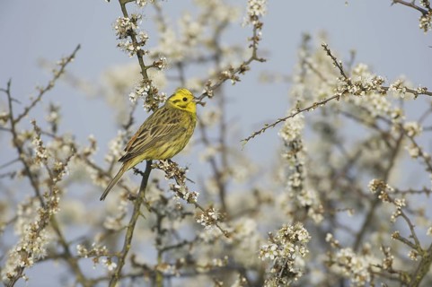 Yellowhammer (Emberiza citrinella), Saxony, Germany