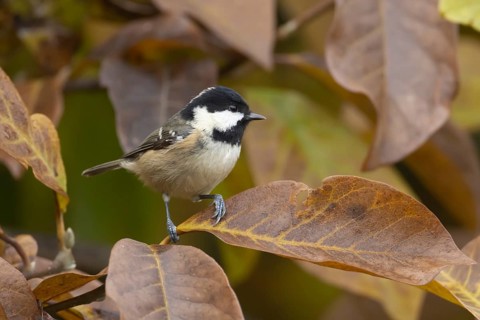 Coal tit (Periparus ater) adult garden bird in a Magnolia tree with autumn colour leaves, Suffolk,