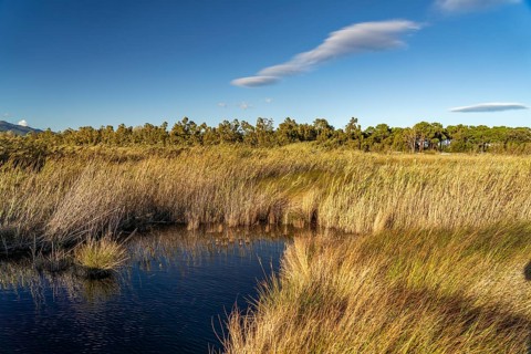 Étang de Biguglia Lagoon Nature Reserve in Biguglia near Bastia, Corsica, France