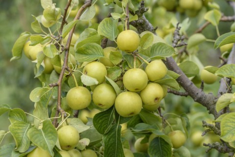 Nashi pear (Pyrus pyrifolia 'Nijisseiki'), Bundessortenamt Prüfstelle Wurzen, Wurzen, Saxony,