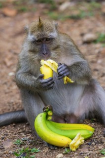 Monkey with banana in temple Wat Sok Tham, macaque, mammal, gazing, gazing, wild, free-living,