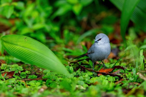 Black-tailed finch, (Estrilda perreini), migratory bird, family of finches, Africa, iSimangaliso
