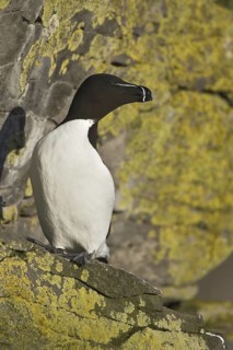 Razorbill (Alca torda), Iceland