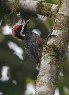 Powerful Woodpecker (Campephilus pollens) male, Pichincha, Ecuador