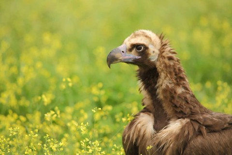 Portrait of black vulture (Aegypius monachus) in yellow flower meadow, Torrejon el Rubio,