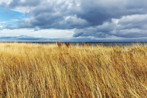 Dry grasses, reeds, coastline, shore zone, dramatic cloudy sky, furils nature reserve and bird