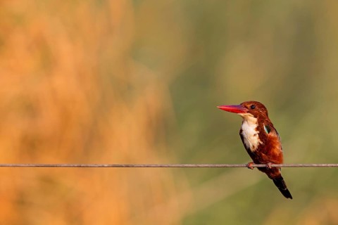 Brown kingfisher, (Halcyon smyrnensis), kingfisher, animals, birds, kingfisher family, Lahavot