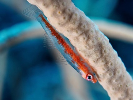 Dwarf goby (Bryaninops cf discus)