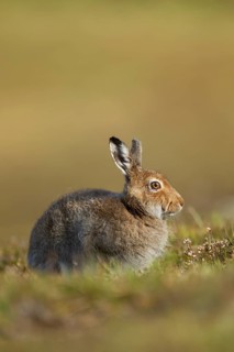 Mountain hare (Lepus timidus) adult animal in its summer coat resting on a hillside, Cairngorm