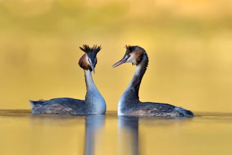 Great Crested Grebe (Podiceps cristatus) pair, North Rhine-Westphalia, Germany