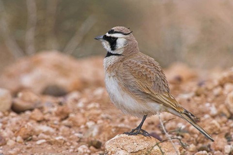 Temminck's Lark (Eremophila bilopha), Morocco