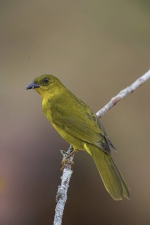 Olive-green Tanager (Orthogonys chloricterus)