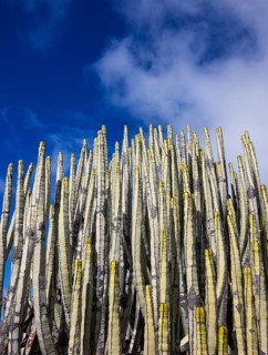 Canary Milkweed, Euphorbia canariensis, Tenerife, Canary Islands, Spain