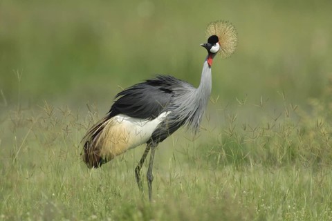 Grey Crowned Crane (Balearica regulorum), Uganda