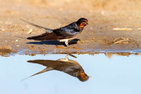 Barn Swallow (Hirundo rustica) looking for nesting material, Andalusia, Spain