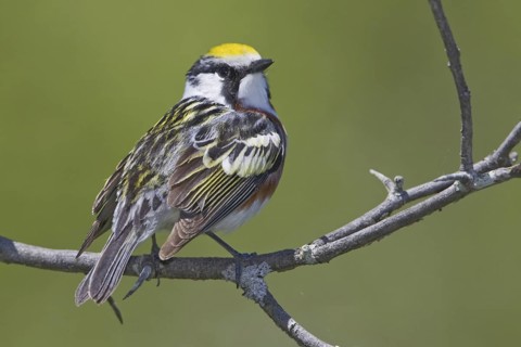 Chestnut-sided Warbler (Setophaga pensylvanica), Ontario, Canada