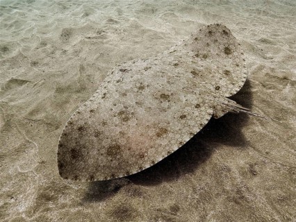 Butterfly ray (Gymnura altavela)