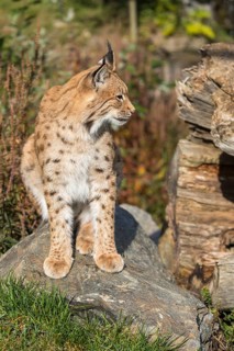 One Eurasian lynx, (Lynx lynx), sitting on a rock with a some green vegetation and a log in the