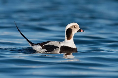 Long-tailed Duck (Clangula hyemalis) male, Alaska, USA