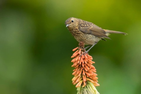 European robin (Erithacus rubecula) juvenile garden bird perched on a Red hot poker flower in