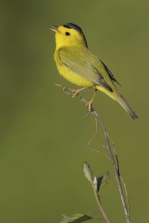 Wilson's Warbler (Cardellina pusilla), British Columbia, Canada