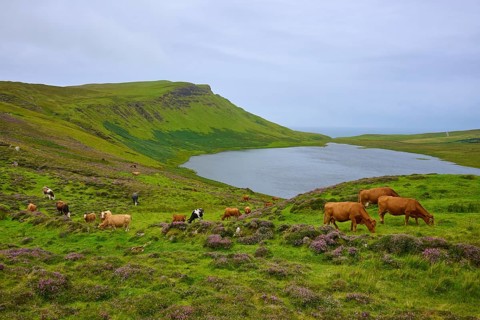 Cows graze on green hills overlooking a lake surrounded by quiet, cloudy landscape, Loch Mor