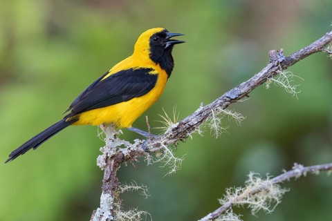 Yellow-backed Oriole (Icterus chrysater) perched on a branch in Colombia, South America