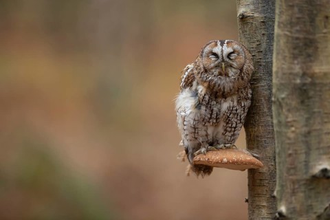Tawny owl (Strix aluco) adult bird on a Bracket fungi on a Silver birch tree in a woodland in