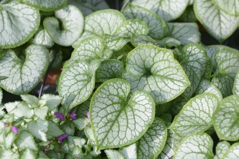 Caucasian forget-me-not (Brunnera macrophylla 'Jack Frost'),  Veitshöchheim, Bavaria, Germany