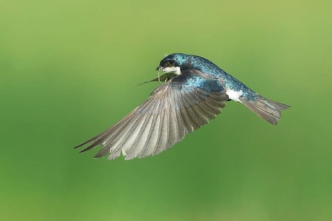 Tree Swallow (Tachycineta bicolor) flying, Colorado, USA