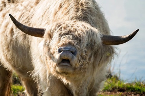 Highland cattle, flehmen response, Oberweser, Weser Uplands, Weserbergland, Hesse, Germany